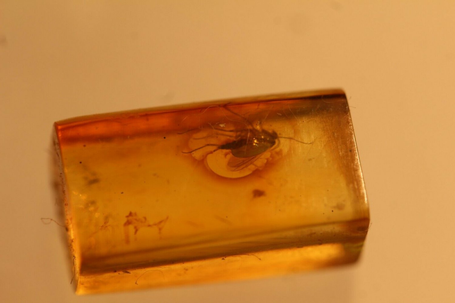 Natural Baltic Amber insects , FOSSIL,.fly,