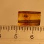 Natural Baltic Amber insects , FOSSIL,.fly,