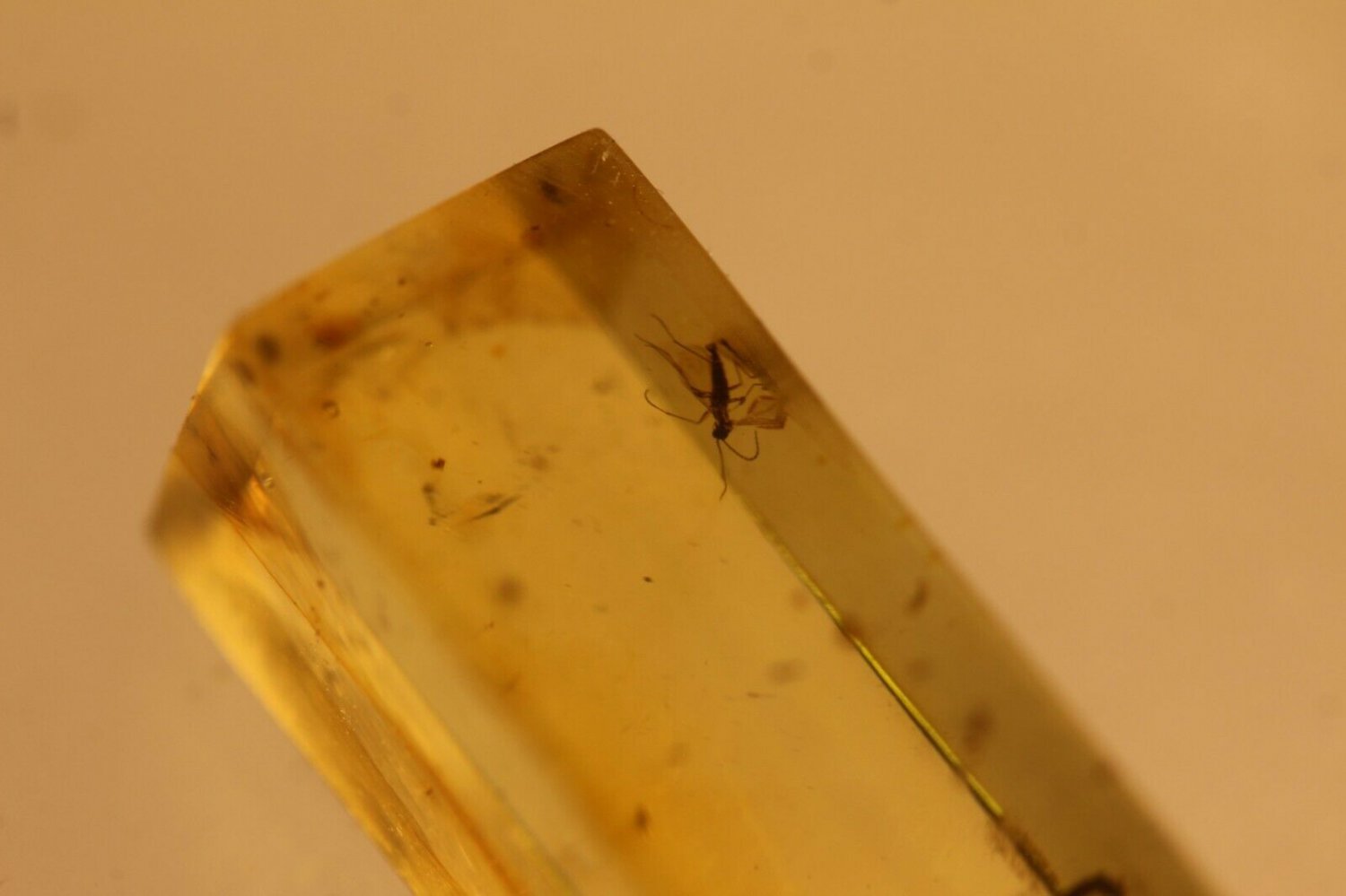 Natural Baltic Amber insects,FOSSIL   2 mosq,