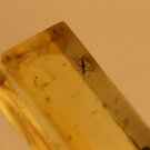 Natural Baltic Amber insects,FOSSIL   2 mosq,