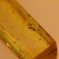 Natural Baltic Amber insects,FOSSIL   2 mosq,