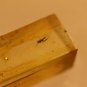 Natural Baltic Amber insects,FOSSIL   2 mosq,