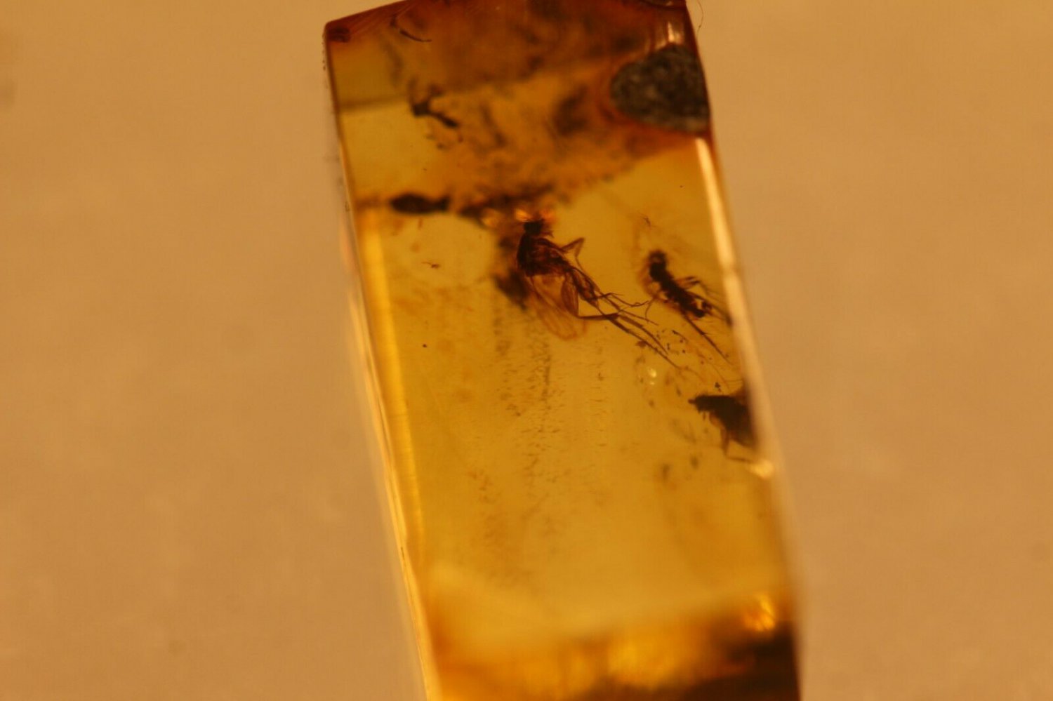 Natural Baltic Amber insects, FOSSILS. ,, lot  fly