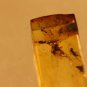 Natural Baltic Amber insects, FOSSILS. ,, lot  fly