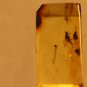 Natural Baltic Amber insects, FOSSILS. ,, lot  fly