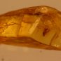 Natural Baltic Amber insects , FOSSIL fly.2