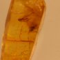 Natural Baltic Amber insects , FOSSIL fly.2
