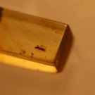 Natural Baltic Amber insects , FOSSIL,...