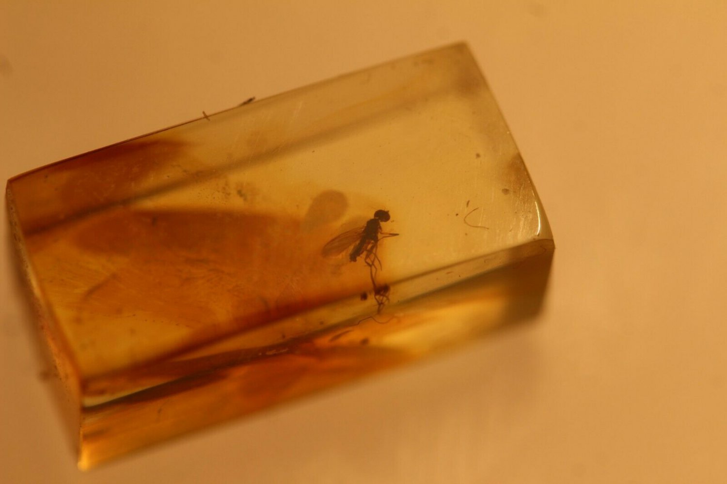 Natural Baltic Amber insects , FOSSIL fly.