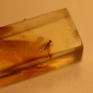 Natural Baltic Amber insects , FOSSIL fly.