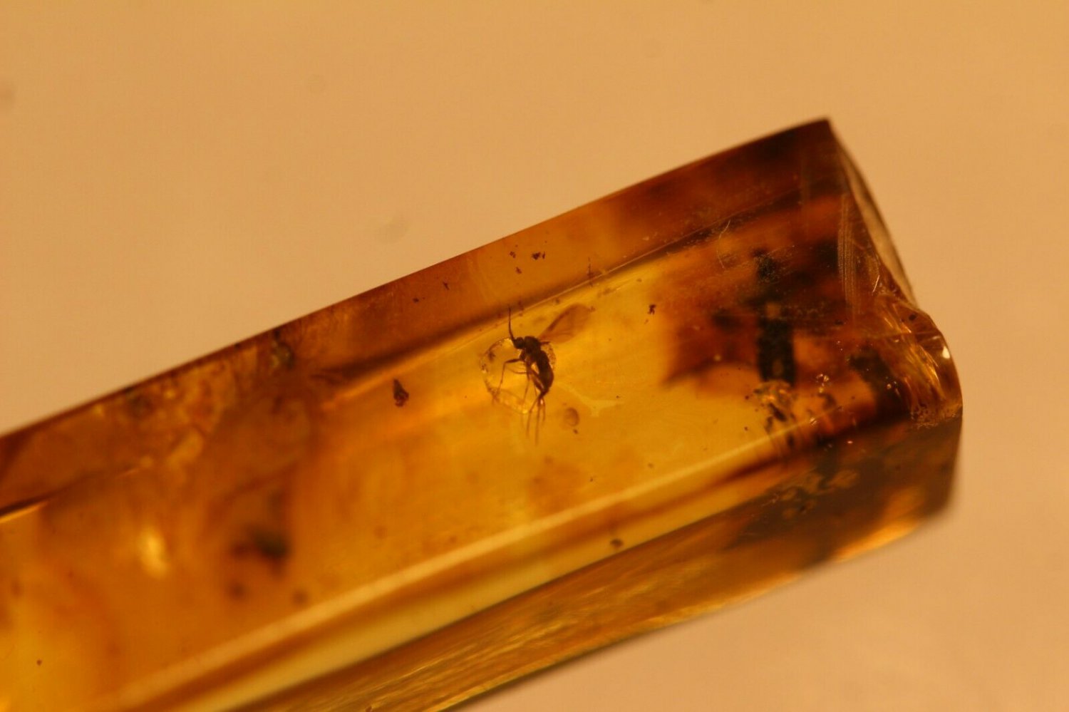 Natural Baltic Amber insects , FOSSIL  fl...