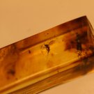 Natural Baltic Amber insects , FOSSIL  fl...