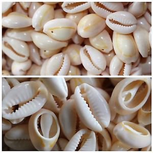 100 Cowrie shells Seashells+50 Free Shells=150 Shells 2 mixed Cowrie 1 ...