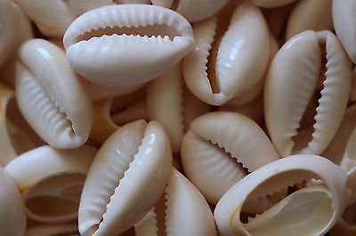 300 Shells Cowries+100 Free Shells=400 Shells 7 mixed Shells Cowrie 1.5cm-2.7cm