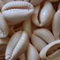 80 Natural Large SNAKE HEAD Shells COWRIE Seashells with 2 Holes + 28mm-35mm++