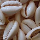 800 drilled Sea Shells Drilled 1 HOLE COWRIE Cowry Beads SEA Shells +15mm-22mm++