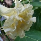 10 Triple Cream Angel Trumpet Seeds Flowers Seed Flower Brugmansia