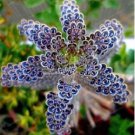 25 Rare Dark Blue Kalanchoe Seeds Succulent Flower Seed Flowers