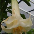 10 Marshmallow Sun Angel Trumpet Seeds Flowers Seed Flower Brugmansia