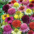 50 Double Mix Coneflower Seeds Echinacea Flower Perennial Flowers