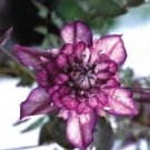 25 Double Dark Purple Clematis Seeds Bloom Climbing Perennial Flowers Seed