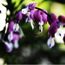 25 Dark Purple Bleeding Heart Seeds Flowers Shade Flower Seed