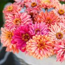 50 Cactus Pink Shades Zinnia Seeds Zinnia elegans Annual Bloom Flower Seed