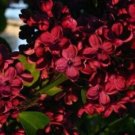 25 Red Lilac Seeds Tree Fragrant Perennial Flower Flowers Seed
