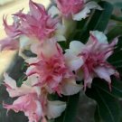 25 Double White Pink Clematis Seeds Bloom Climbing Perennial Plumeria Seed