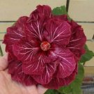 20 Double Dark Pink Hibiscus Seeds Perennial Flower Garden Exotic Hardy Seed