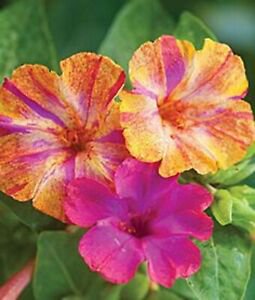 25 Pink Yellow Four O'clock Flowers Seeds 4 O'clock Seeds Perennial