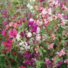 100 Mixed Clarkia Seeds Clarkia unguiculata Annual Bloom Colorful Flowering