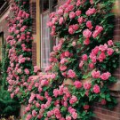 10 Climbing Pink Rose Seeds Flower Bush Perennial Bloom Shrub Flowers Seed