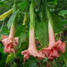 10 Triple Pink Angel Trumpet Seeds Flowers Seed Flower Brugmansia Datura