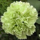 100 Green Carnation Seeds Dianthus Flowers Seed Flower Perennial Bloom