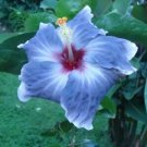 20 Blue Silver Hibiscus Seeds Flowers Flower Seed Perennial Bloom 20 Blue Silver Hibiscus Seeds Flowers Flower Seed Perennial Bloom