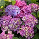 5 Seaside Serenade Hydrangea Seeds Perennial Garden Hardy Shrub Flower Seed