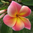 5 Pink Yellow Plumeria Seeds Plants Flower Flowers Perennial Seed