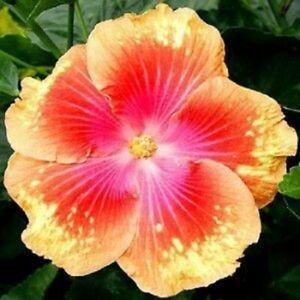 20 Pink Yellow Hibiscus Seeds Flowers Flower Seed Perennial Bloom