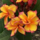 5 Bright Yellow Plumeria Seeds Plants Flower Flowers Perennial Seed