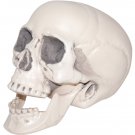 REALISTIC PLASTIC SKULL - SWWHC883347