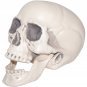 REALISTIC PLASTIC SKULL - SWWHC883347