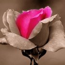 discount for paypal users  incall swedish intergrative massage 30 min $20