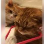 2in1 Face Neck Chin Roller Massage Slimming Remove Line , massage for cat / dog