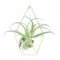 Hanging Planter Iron Vase Geometric Wall Decor Container Succulent Plant Art Pot