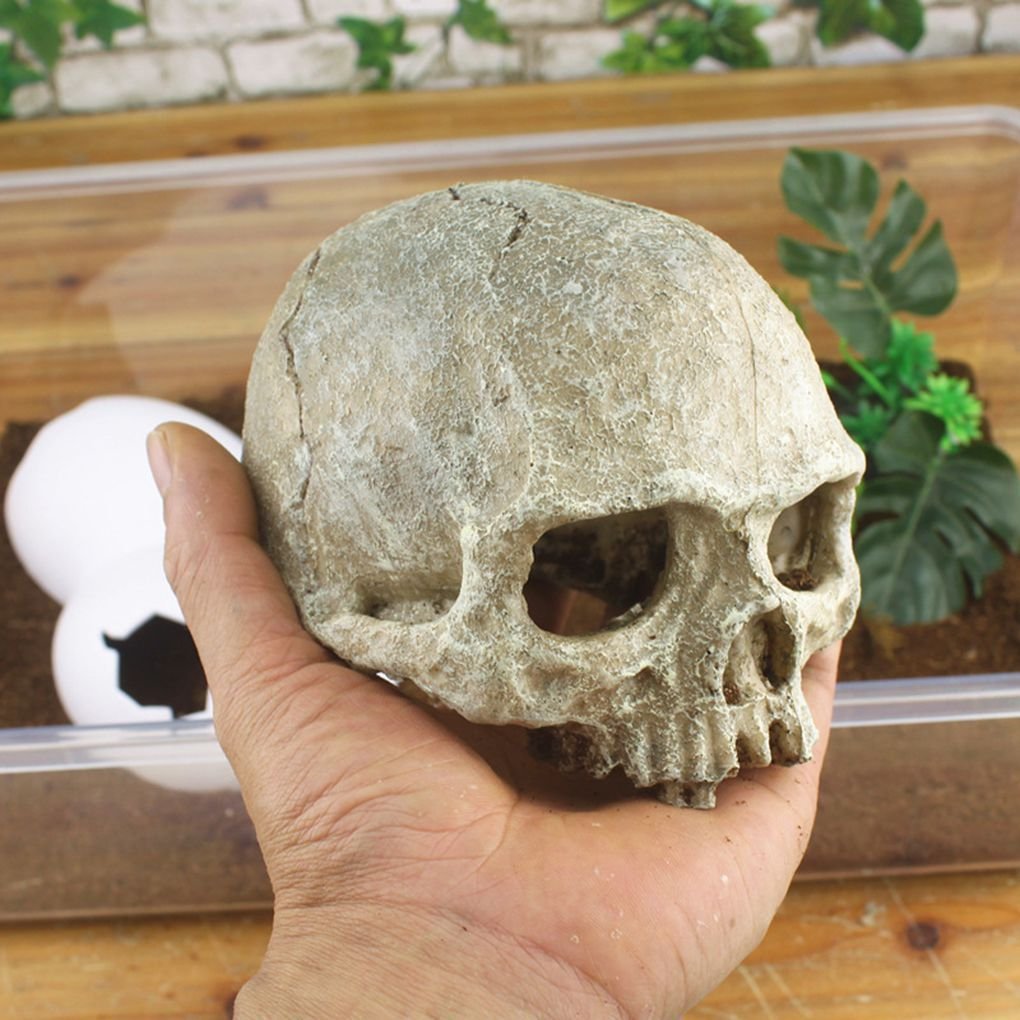 Dinosaur Skull Aquarium Decoration Terrarium Reptile Fish Tank Ornament