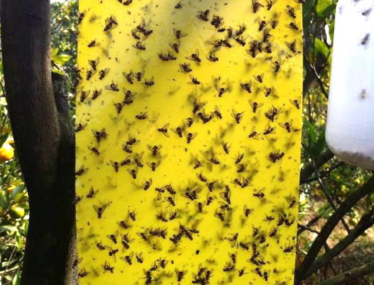 10Pcs Outdoor Flies Control Glue Trap Board Mosquito Flying Aphids whitefly leaf