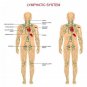 Plant Therapy Lymphatic Drainage Ginger Oil