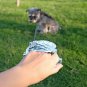 Gold Leash Dog Traction Rope Lead Retractable Automatic Training Collar Silver