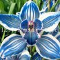 100Pcs Blue Cymbidium Orchid Rare Bonsai Flower Seeds Balcony Garden Decoration